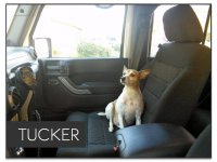 tucker-jeepdog.jpg