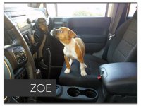 zoe-jeepdog.jpg