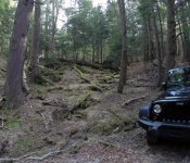 jeep in woods.jpg