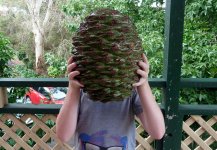 A_Bunya_Araucaria_bidwillii_cone.jpg