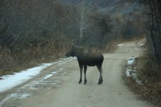 moose hatchers pass.jpg