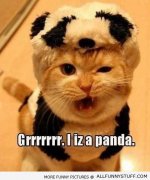 panda-cat.jpg