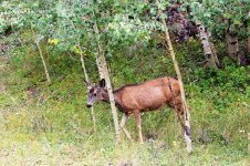 Cinnamon Pass 9-14 (Deer).jpg