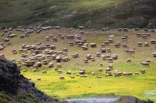 Flock of Sheep 9-14.jpg