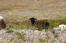 Black Sheep 9-14.jpg