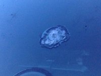 ImageUploadedByWAYALIFE1402689026.718576.jpg