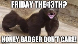 honey badger.jpg