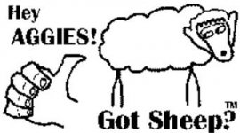 got-sheep-aggies-suck--aggiessuckcom-78029928.jpg