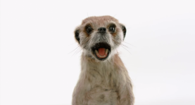 Meerkat-.png